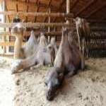 
									
				В этнопарке ради верблюдов продают ослов: животных нечем кормить
						